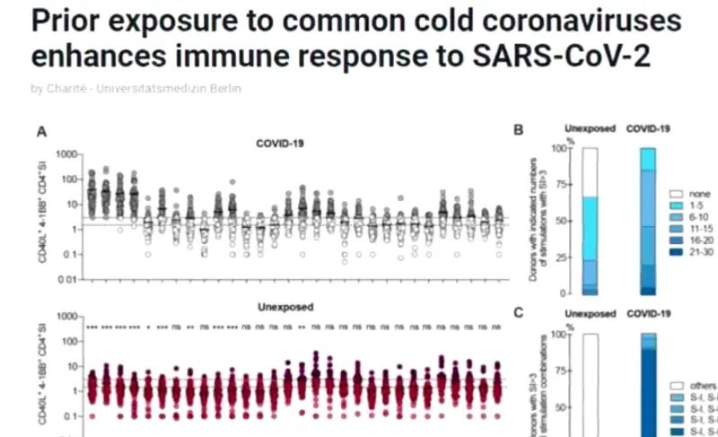 A chart from research showing an enhanced immune response against SARS-CoV-2 can exist due to prior exposure to common cold coronaviruses